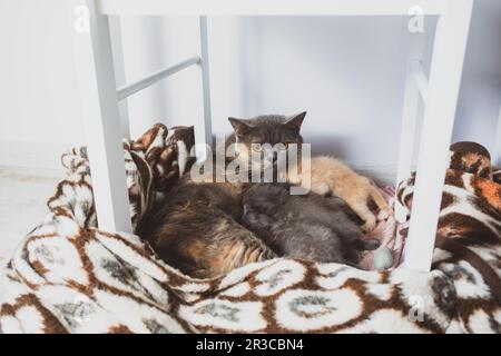 Mutter Katze mit ihren Kätzchen in einem gemütlichen Nest Stockfoto