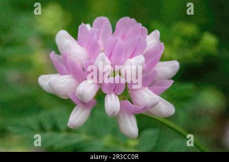 An einem Frühlingsmorgen im Lilydale Regional Park in St. Paul, Minnesota, USA. Stockfoto