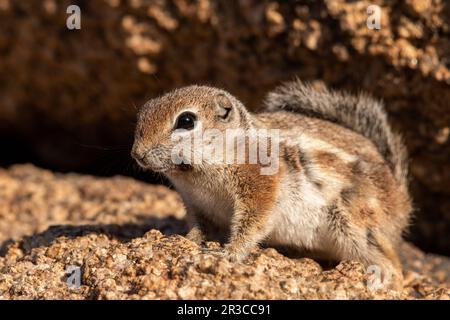 Weißschwanz-Antilopen-Eichhörnchen-Pose für Stein Stockfoto