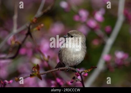 Buschtit auf Steg mit rosa Blumen im Hintergrund Stockfoto