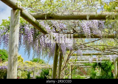 Wisteria sinensis, die auf einer hölzernen Pergola in einem elisabethanischen Garten in der Sommersonne wächst. Stockfoto