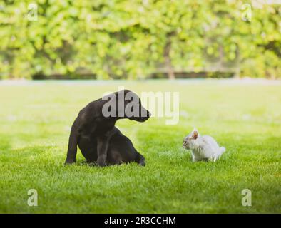 In der frühen Kindheit entstehen gute Beziehungen zwischen Haustieren Stockfoto