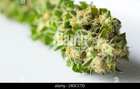 Nahaufnahme Makro der frisch geernteten medizinischen Marijuana Stockfoto