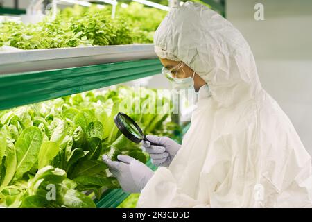 Seitenansicht einer jungen Biotechnologin zur Untersuchung der Eigenschaften neuer Spinat- oder Blattgemüse unter Verwendung einer Lupe Stockfoto