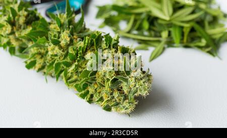 Nahaufnahme Makro der frisch geernteten medizinischen Marijuana Stockfoto