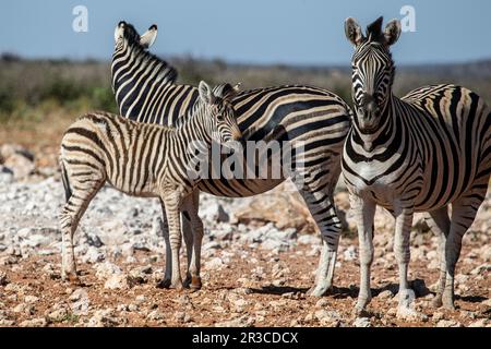 Ein Burchell-Zebrafoal mit zwei Erwachsenen. Stockfoto