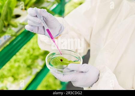 Handgetragene Hände von Forschern oder Biotechnologen, die flüssige Substanz auf grünes Blatt in Petrischale fallen lassen, während sie ein wissenschaftliches Experiment machen Stockfoto