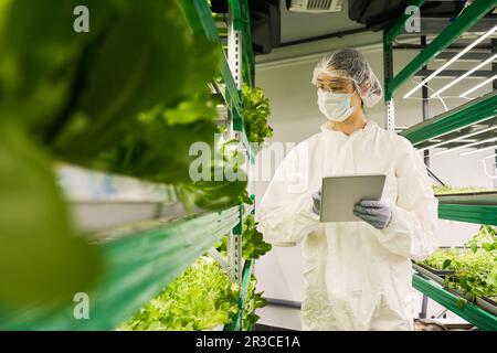 Junge Agro-Ingenieurin in Overalls und Schutzmaske mit Tablet auf der Suche nach Online-Informationen über neue Arten von Salat Stockfoto