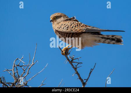 Ein weiblicher Großkestrel, hoch oben auf einem Ast. Stockfoto