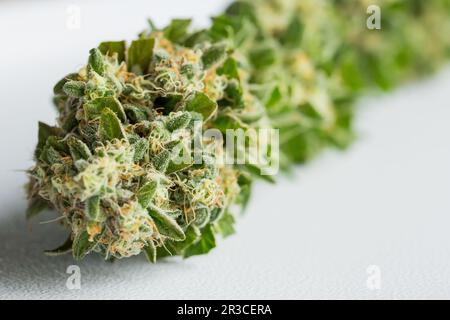 Nahaufnahme Makro der frisch geernteten medizinischen Marijuana Stockfoto