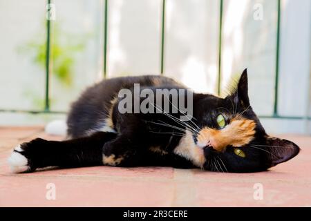 Schöne calico Schildpatt Tabby Katze lag auf einem Balkon Stockfoto