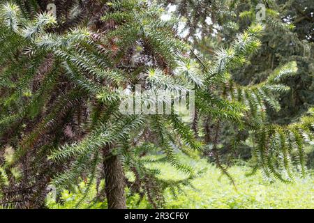 Araucaria angustifolia - parana-Kiefer. Stockfoto