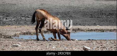 Ein rotes oder Cape Hartebeest, auf den Knien, um an einem Wasserloch zu trinken. Stockfoto