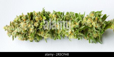 Nahaufnahme Makro der frisch geernteten medizinischen Marijuana Stockfoto