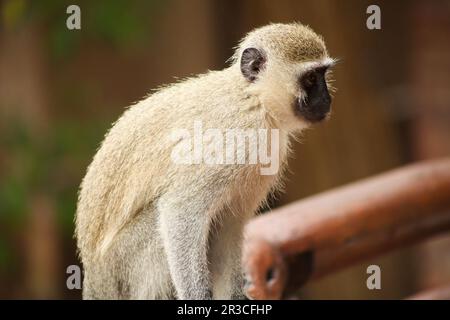 Afrikanischer Vervet-Affe in einem südafrikanischen Tierschutzgebiet Stockfoto