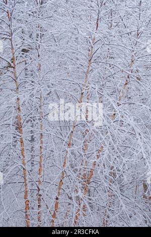 River Birch Winter Wonderland (vertikal) Stockfoto