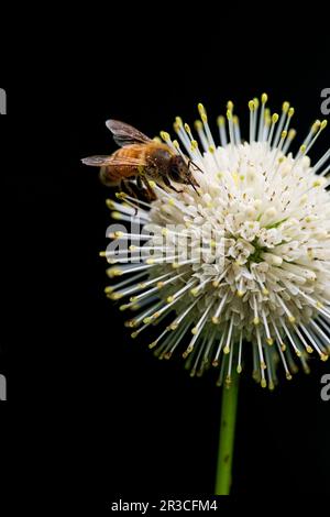 Honigbiene auf Buttonbush Blossom, Clinton River Park South, Sterling Heights, Macomb County, Michigan Stockfoto