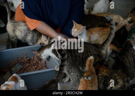 Bogor, West Java, Indonesien. 23. Mai 2023. DITA Agusta füttert ihre Katzen am 23. Mai 2023 in einem Katzenheim namens Rumah Kucing Parung in Bogor, West-Java, Indonesien. DITA Agusta gründete 2014 den Unterschlupf für streunende und verlassene Katzen, wo sie sich gut um Obdachlose kümmerte und Katzen entsorgte. DITA Agusta muss sich um mehr als 800 streunende und verlassene Katzen in ihrem Heim kümmern. (Kreditbild: © Adriana Adie/ZUMA Press Wire) NUR REDAKTIONELLE VERWENDUNG! Nicht für den kommerziellen GEBRAUCH! Stockfoto