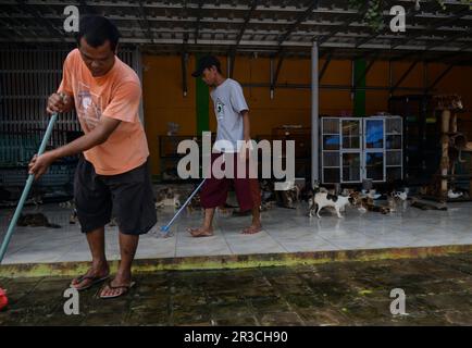 23. Mai 2023, Bogor, West Java, Indonesien: Am 23. Mai 2023 reinigt Arbeiter den Boden in einem Katzenunterstand namens Rumah Kucing Parung in Bogor, West Java, Indonesien. DITA Agusta gründete 2014 den Unterschlupf für streunende und verlassene Katzen, wo sie sich gut um Obdachlose kümmerte und Katzen entsorgte. DITA Agusta muss sich um mehr als 800 streunende und verlassene Katzen in ihrem Heim kümmern. (Kreditbild: © Adriana Adie/ZUMA Press Wire) NUR REDAKTIONELLE VERWENDUNG! Nicht für den kommerziellen GEBRAUCH! Stockfoto