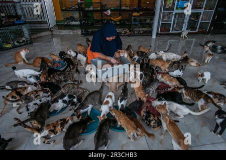 DITA Agusta gibt Katzen am 23. Mai 2023 Futter in Rumah Kucing Parung, einem Heim für kranke und verletzte verlassene Katzen in Bogor, West-Java, Indonesien Stockfoto