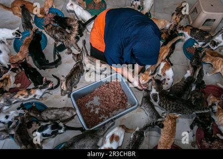 DITA Agusta gibt Katzen am 23. Mai 2023 Futter in Rumah Kucing Parung, einem Heim für kranke und verletzte verlassene Katzen in Bogor, West-Java, Indonesien Stockfoto