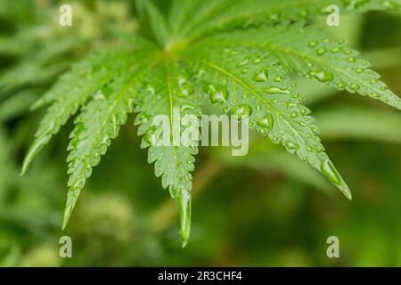 Makro Nahaufnahme eines Cannabis marihuana Pflanze Blatt Stockfoto