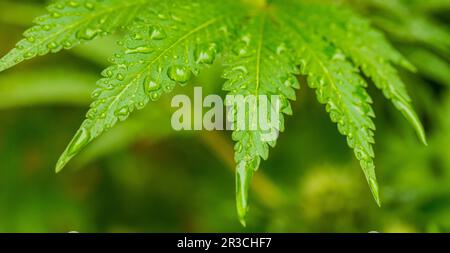 Makro Nahaufnahme eines Cannabis marihuana Pflanze Blatt Stockfoto