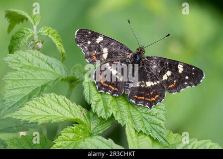 Europäische Karte Schmetterling, Sommerform Araschnia Levana, Sitz mit gespreizten Flügeln auf einem Nesselblatt, Nahaufnahme. Trencin, Slowakei Stockfoto