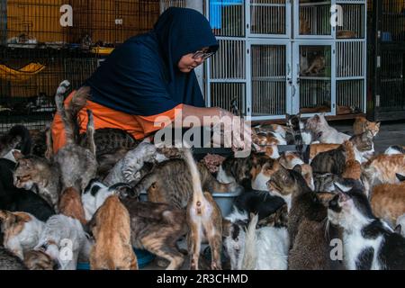 DITA Agusta gibt Katzen am 23. Mai 2023 Futter in Rumah Kucing Parung, einem Heim für kranke und verletzte verlassene Katzen in Bogor, West-Java, Indonesien Stockfoto