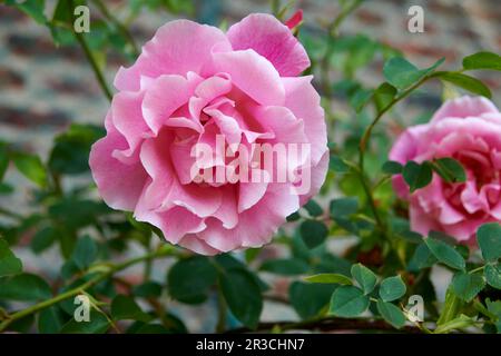 Rosa "Spanish Beauty" in einem englischen elisabethanischen ummauerten Garten Stockfoto