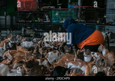 DITA Agusta gibt Katzen am 23. Mai 2023 Futter in Rumah Kucing Parung, einem Heim für kranke und verletzte verlassene Katzen in Bogor, West-Java, Indonesien Stockfoto