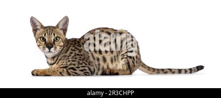 Die wunderschöne F5 Savannah Katze, die Seitenwege legt. Er sieht direkt vor der Kamera neugierig aus. Isoliert auf weißem Hintergrund. Stockfoto
