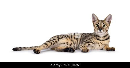 Die wunderschöne F5 Savannah Katze, die Seitenwege legt. Er sieht direkt vor der Kamera neugierig aus. Isoliert auf weißem Hintergrund. Stockfoto
