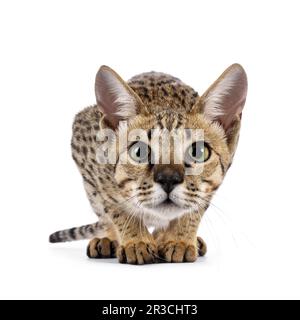 Die wunderschöne F5 Savannah Katze, die bereit zum Springen sitzt. Tiefer Kopf, Weitwinkel und ein kurioses Aussehen direkt in das Objektiv. Isoliert auf weißem Hintergrund. Stockfoto