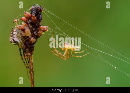 Zwei Spinnen nach Regen in der Dämmerung. Männlich mit Weiblich. Ruhend bewegungslos auf einer trockenen Wiesenpflanze... Gartenspinne, Araneus diadematus Trencin, Slowakei Stockfoto