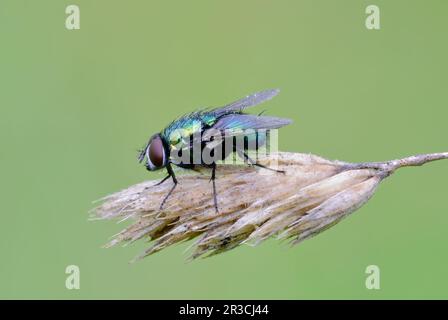 Gewöhnliche grüne Flaschenfliege auf trockenem Gras. Auf der Wiese. Seitenansicht, Nahaufnahme. Unscharfer grüner Hintergrund. Gattung Lucilia sericata Trencin, Slowakei Stockfoto