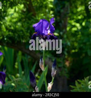 Iris Germanica "Black Dragon", (Hohe, Bearbierte Flaggenblende) Stockfoto