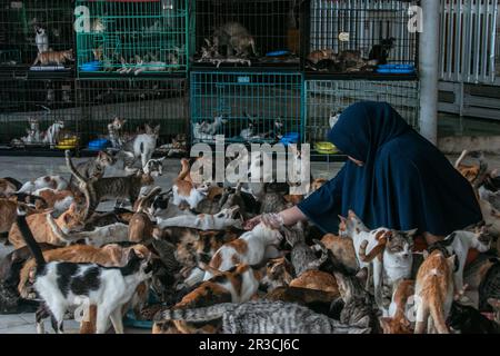 DITA Agusta gibt Katzen am 23. Mai 2023 Futter in Rumah Kucing Parung, einem Heim für kranke und verletzte verlassene Katzen in Bogor, West-Java, Indonesien Stockfoto