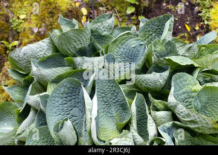Hosta 'Abiqua Trinkbrust'. Stockfoto