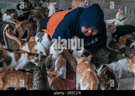 DITA Agusta gibt Katzen am 23. Mai 2023 Futter in Rumah Kucing Parung, einem Heim für kranke und verletzte verlassene Katzen in Bogor, West-Java, Indonesien Stockfoto