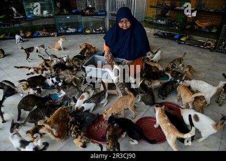 Bogor, West Java, Indonesien. 23. Mai 2023. DITA Agusta füttert ihre Katzen am 23. Mai 2023 in einem Katzenheim namens Rumah Kucing Parung in Bogor, West-Java, Indonesien. DITA Agusta gründete 2014 den Unterschlupf für streunende und verlassene Katzen, wo sie sich gut um Obdachlose kümmerte und Katzen entsorgte. DITA Agusta muss sich um mehr als 800 streunende und verlassene Katzen in ihrem Heim kümmern. (Kreditbild: © Adriana Adie/ZUMA Press Wire) NUR REDAKTIONELLE VERWENDUNG! Nicht für den kommerziellen GEBRAUCH! Stockfoto