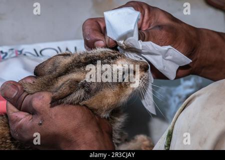 Am 23. Mai 2023 reinigt ein Katzenpfleger die Augen einer Katze in Rumah Kucing Parung, einem Heim für kranke und verletzte verlassene Katzen in Bogor, West-Java, Indonesien Stockfoto