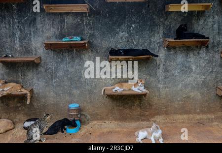 Bogor, West Java, Indonesien. 23. Mai 2023. Katzen, die am 23. Mai 2023 in einem Katzenheim namens Rumah Kucing Parung in Bogor, West-Java, Indonesien, faulenzen. DITA Agusta gründete 2014 den Unterschlupf für streunende und verlassene Katzen, wo sie sich gut um Obdachlose kümmerte und Katzen entsorgte. DITA Agusta muss sich um mehr als 800 streunende und verlassene Katzen in ihrem Heim kümmern. (Kreditbild: © Adriana Adie/ZUMA Press Wire) NUR REDAKTIONELLE VERWENDUNG! Nicht für den kommerziellen GEBRAUCH! Stockfoto