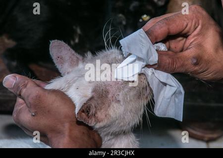 Am 23. Mai 2023 reinigt ein Katzenpfleger die Augen einer Katze in Rumah Kucing Parung, einem Heim für kranke und verletzte verlassene Katzen in Bogor, West-Java, Indonesien Stockfoto