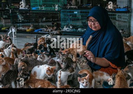 DITA Agusta und seine Katzen in Rumah Kucing Parung, ein Heim für kranke und verletzte verlassene Katzen in Bogor, West-Java, Indonesien, am 23. Mai 2023 Stockfoto