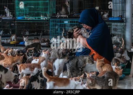 DITA Agusta und seine Katzen in Rumah Kucing Parung, ein Heim für kranke und verletzte verlassene Katzen in Bogor, West-Java, Indonesien, am 23. Mai 2023 Stockfoto