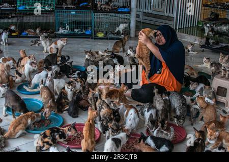 DITA Agusta und seine Katzen in Rumah Kucing Parung, ein Heim für kranke und verletzte verlassene Katzen in Bogor, West-Java, Indonesien, am 23. Mai 2023 Stockfoto