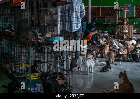 DITA Agusta und seine Katzen in Rumah Kucing Parung, ein Heim für kranke und verletzte verlassene Katzen in Bogor, West-Java, Indonesien, am 23. Mai 2023 Stockfoto