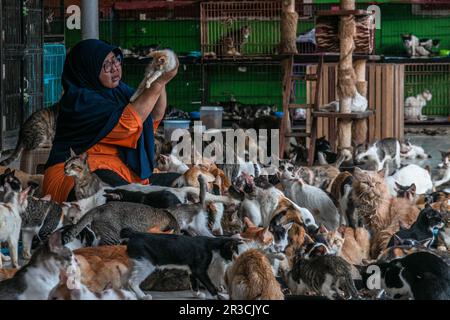 DITA Agusta und seine Katzen in Rumah Kucing Parung, ein Heim für kranke und verletzte verlassene Katzen in Bogor, West-Java, Indonesien, am 23. Mai 2023 Stockfoto