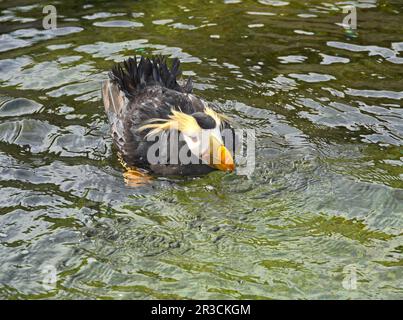 Porträt eines getufteten Papageientauchs, Fratercula cirrhata, der in einem Gezeitenbecken an der Pazifikküste Oregons badet und flauscht. Stockfoto